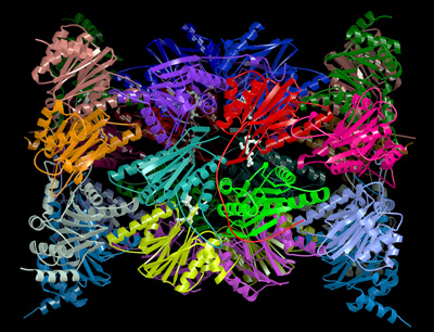 Proteasen zerkleinern Proteine durch einfache Hydrolyse, doch so einfach bleibt es ni …