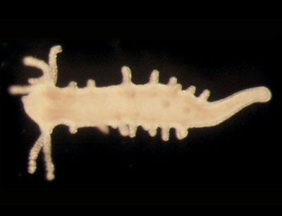 Lebende Hydra mit zahlreichen Ansätzen für Ausformungen entlang des Körpers (Foto: Is …