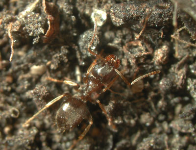 Die Ameisenart Lasius austriacus wurde 2003 von Schlick-Steiner und Kollegen entdeckt …