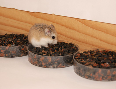 Ein Hamster (Phodopus roborovskii) stöbert nach Samen von Robinia pseudoacacia und Vi …