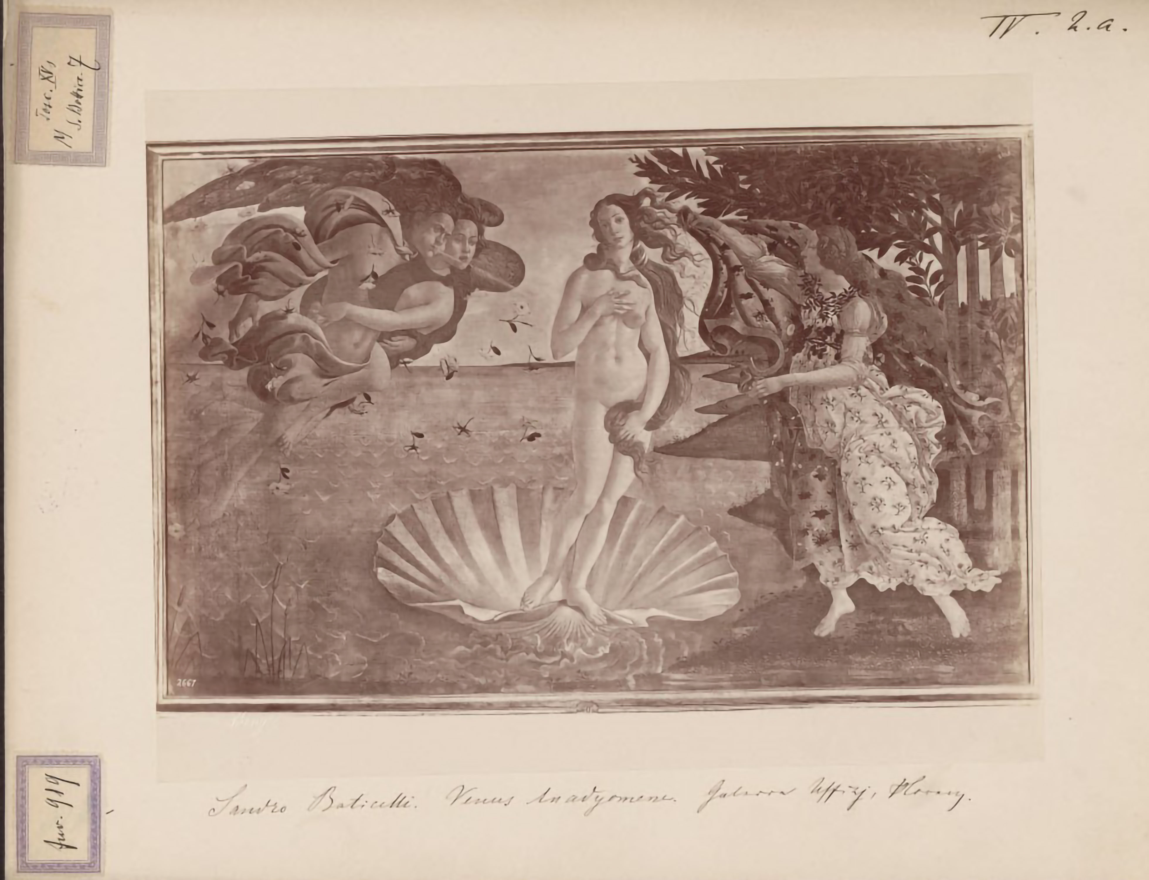 Fotografie (Albuminabzug auf Karton), Boticelli, Geburt der Venus, Inv.-Nr. 919, 25 x 32,5 cm
