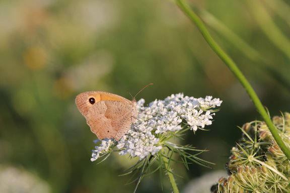 Bunter Schmetterling auf einer weißen Blume