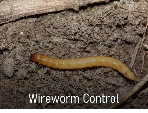 Project_Wireworm