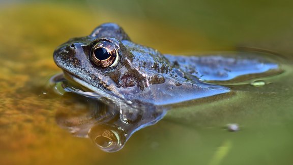 Frog_banner
