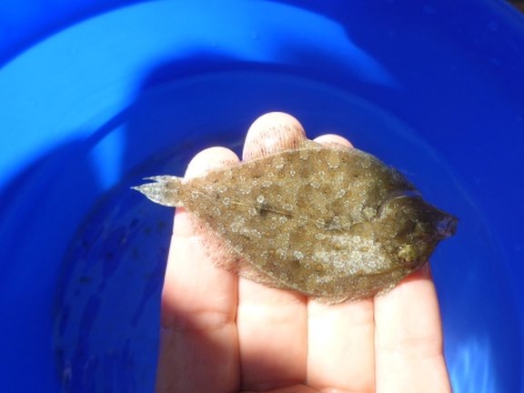 a student is holding a small flatfish in his hands