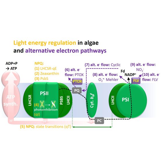 Light energy regulation in algae and alternative electron pathways