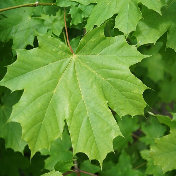 Blatt eines Acer platanoides