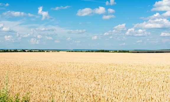 Weizenfeld mit blauem Himmel im Hintergrund