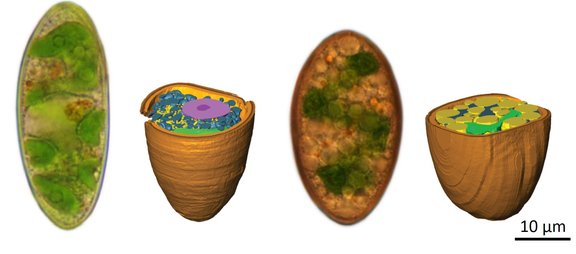 Bild von Zygosporen und deren Rekonstruktion: links das lichtmikroskopische Bild und rechts die 3D Rekonstruktion nach SBF-SEM.