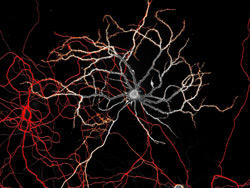 neuron_web neuron_web