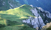 Abbildung 1: Niedrigster GLORIA-Gipfel  (2199 m Meereshöhe) in den Dolomiten. Hält die Erwärmung weiter an, könnte der Gipfel innerhalb der nächsten Jahrzehnte vollständig bewaldet sein.