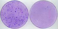 myc-basp1_lowres.jpg