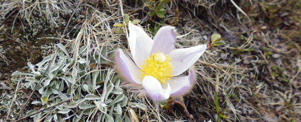 Arctitc violet / spring pasque flower (Pulsatilla vernalis),Obergurgl, 07.05.2014