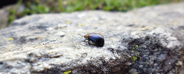 Camera-shy beetle, Rotmoos valley, 15.06.2014