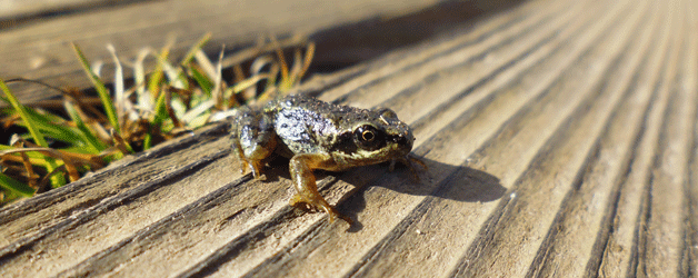 Frog taking a sunbath, Rotmoos valley, 21.10.2014