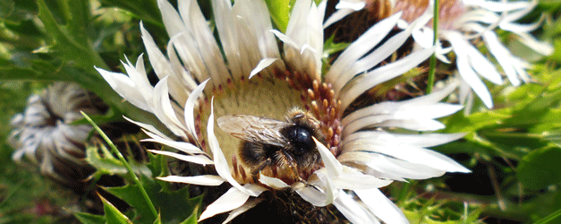 Bumblebee on silver thistle (Carlina acaulis), Obergurgl, 04.09.2015