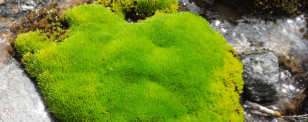 Moss (Philonotis fontana), Rotmoos valley, 24.08.2012