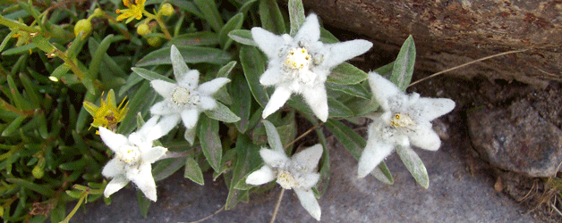 Edelweiß (Leontopodium alpinum), Gaisbergtal, 08.08.2013