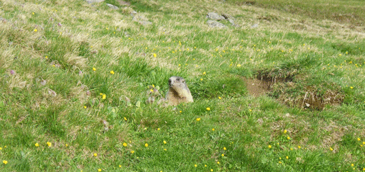 neugieriges Alpenmurmeltier (Marmota marmota), Rotmoostal, 10.06.2015