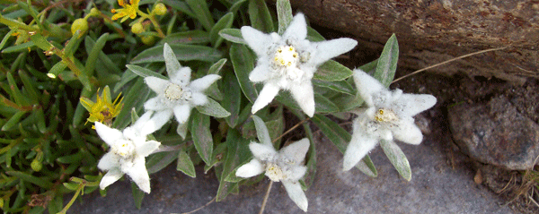 Edelweiss