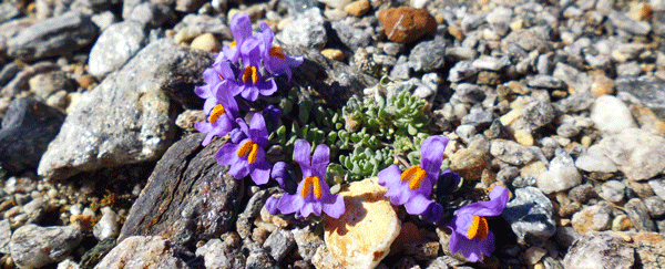 Das Alpen-Leinkraut, Linaria alpina