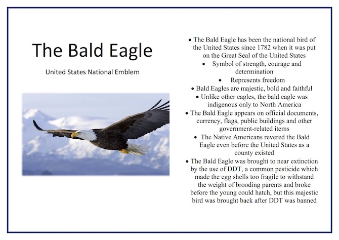 the-bald-eagle