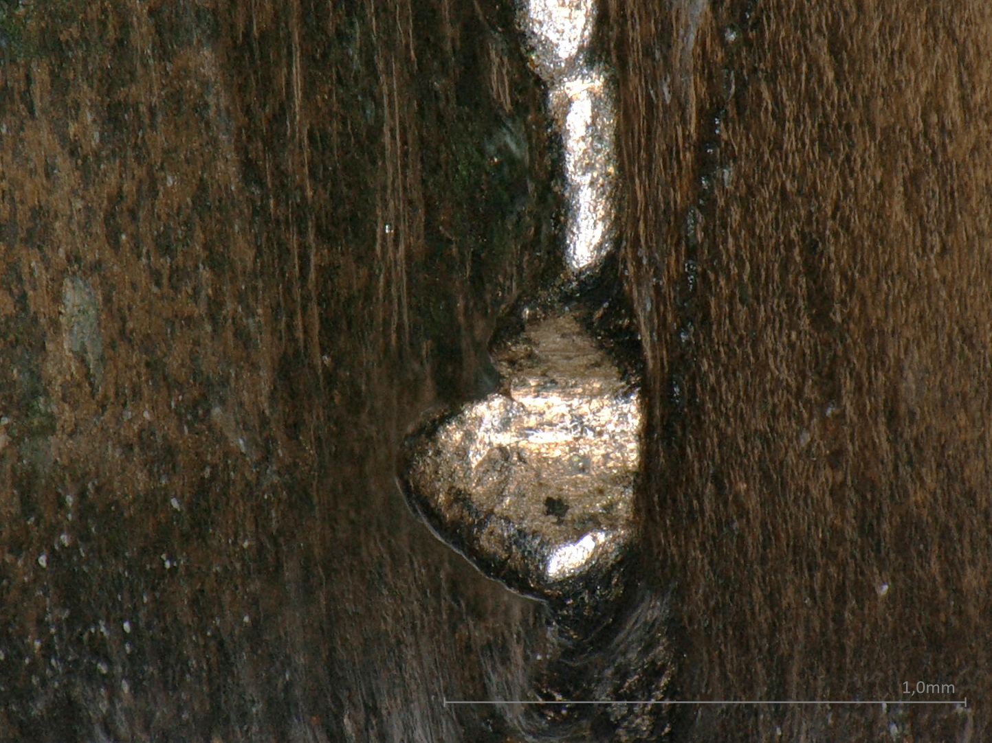 Mikroskopaufnahme Sägezahn Mikroskopaufnahme Sägezahn