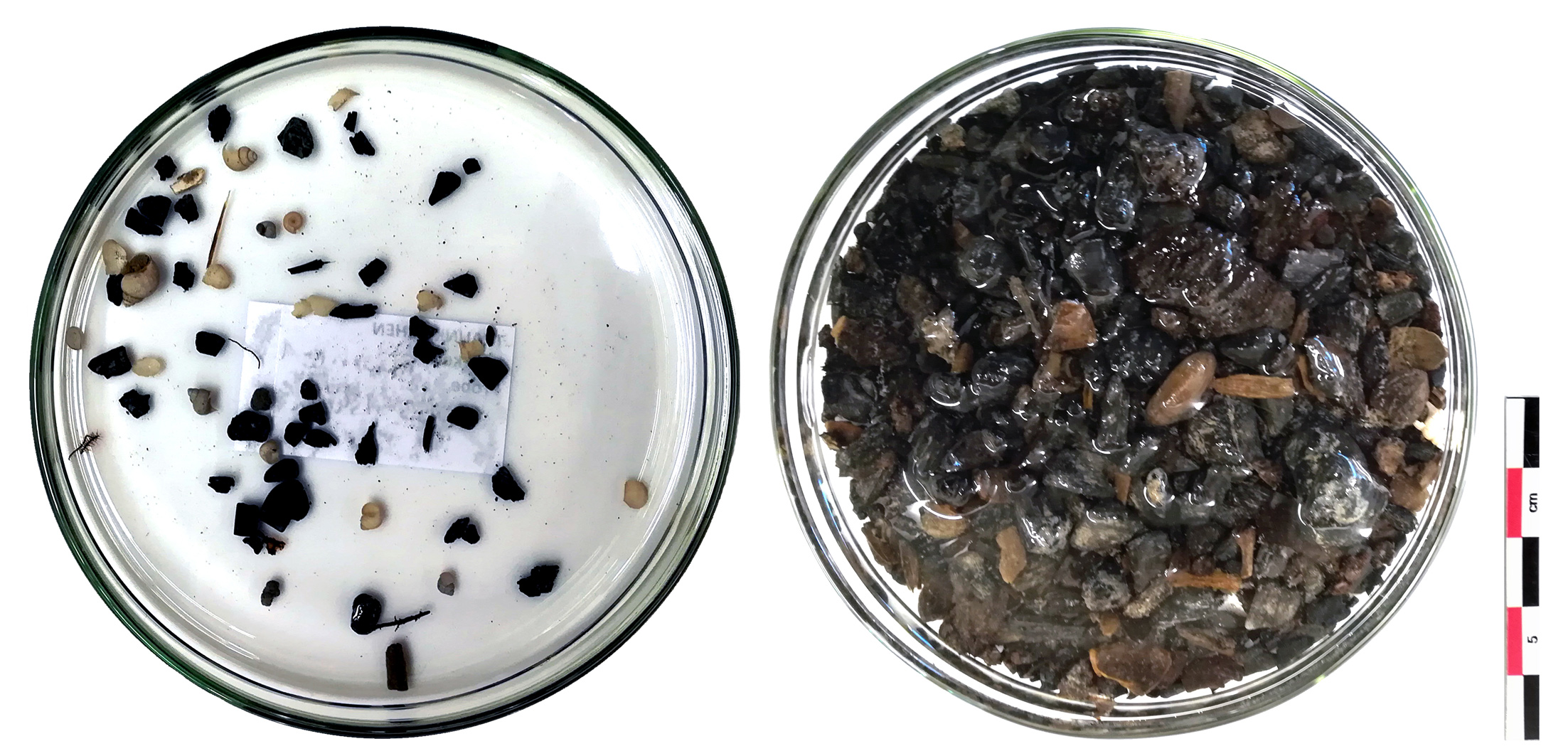 Verkohlte und unverkohlte Pflanzenreste der Hallstattzeit aus dem Bohrkern