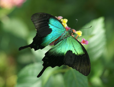 Bis 10. Oktober sind tropische Schmetterlinge im Botanischen Garten zu sehen.