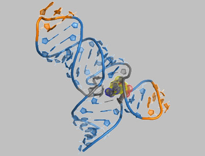 3-dimensionale Struktur einer regulativen RNA