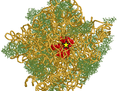 Die große ribosomale Untereinheit mit dem chemisch modifizierten, aktiven Zentrum (ro …