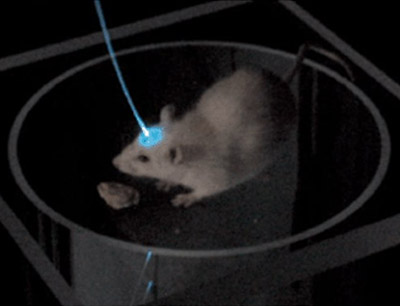 Lichtgesteuerte Mäuse werden im Labor Prof. Peter Hegemann untersucht.