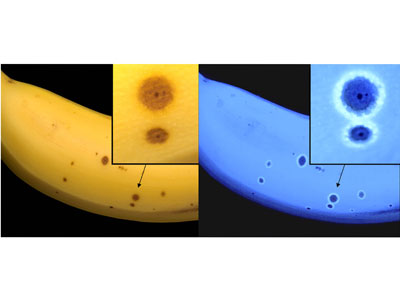 Sterben Zellen auf der Bananenhaut ab (braune Flecken), beginnen die sie umgebenden,  …