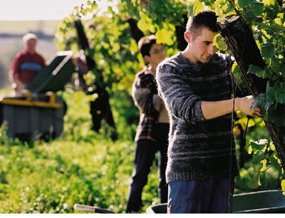 Europas Weinbauern sollen mithilfe eines EU-Projekts mehrsprachig werden