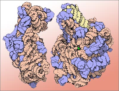 : Ribosomen sind die Proteinfabriken der Zelle (Grafik: David S. Goodsell)