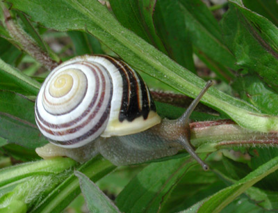 schnecke.jpg