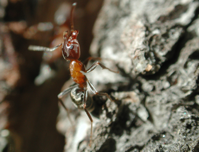 Die Ökologen untersuchen u.a. das Verhalten von Ameisen. Im Bild eine Ameisenarbeiter …