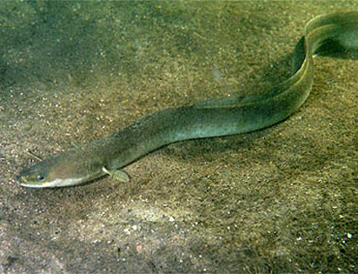 Der Europäische Aal wirft noch immer Fragen auf. Foto: commons.wikimedia.org/Pmx