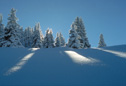 Tiroler Winterlandschaft mit verschneiten Bergfichten