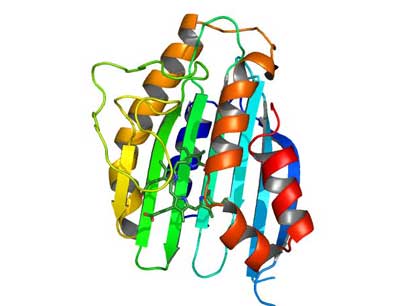 Struktur des Enzyms Phycoerythrobilin Synthase