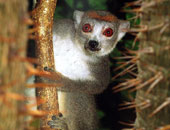 lemur_170x130.jpg