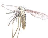 Tsetse-Fliege (Glossina spec.)
