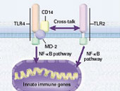 Unterdrückte Immunabwehr schützt vor Arteriosklerose