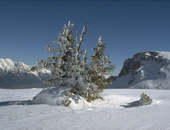 Bäume an der Waldgrenze sind besonderen Belastungen ausgesetzt