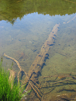 stamm-vor-beprobung_lowres