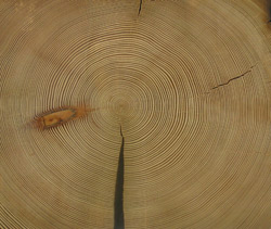 Jahrringbild eines Lärchenbalkens von Schloss Tirol: Fälldatum Herbst/Winter 1284/85