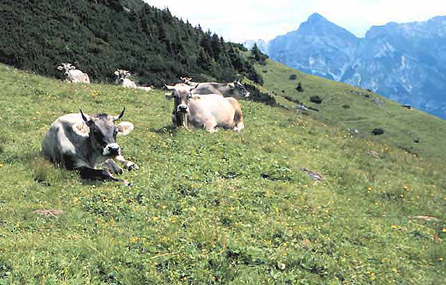 Carbomont stydy site - Stubai Valley - cows on the pasture