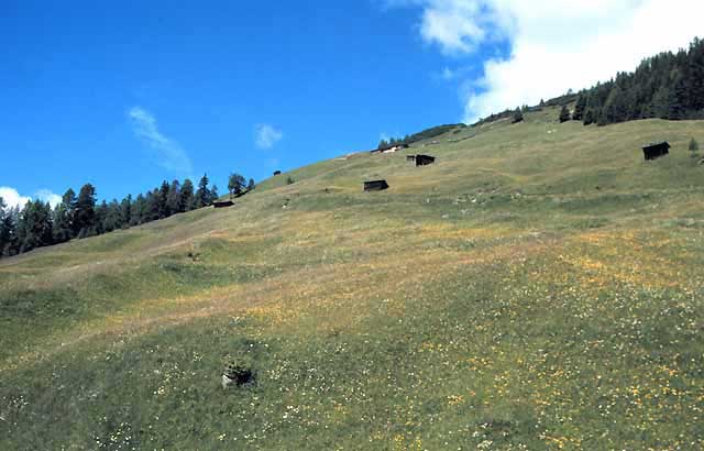 Carbomont stydy site - Stubai Valley - meadow on the mountain side