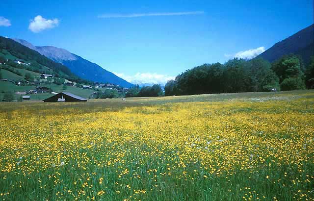 Carbomont stydy site - Stubai Valley - meadow at the valley bottom