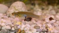 Gambusia-Pichler